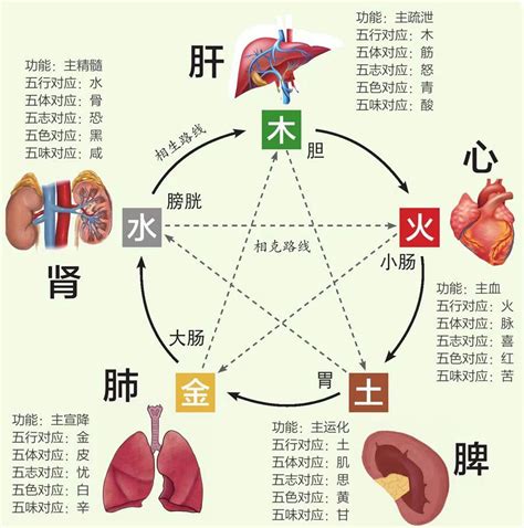 胃五行|六腑